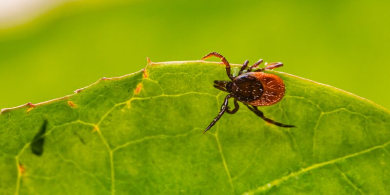 Tuvplānā brūni sarkana ērce uz zaļas lapas malas.